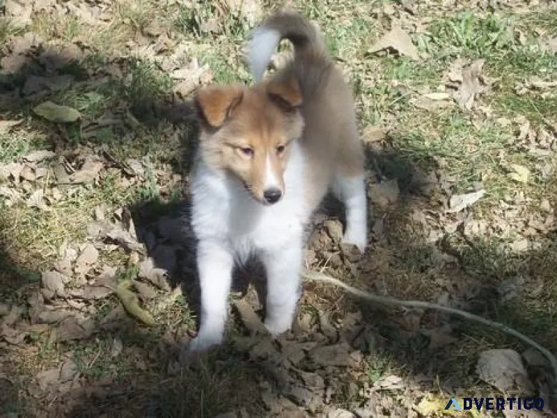 Adorable Shetland Sheepdog puppies ready now