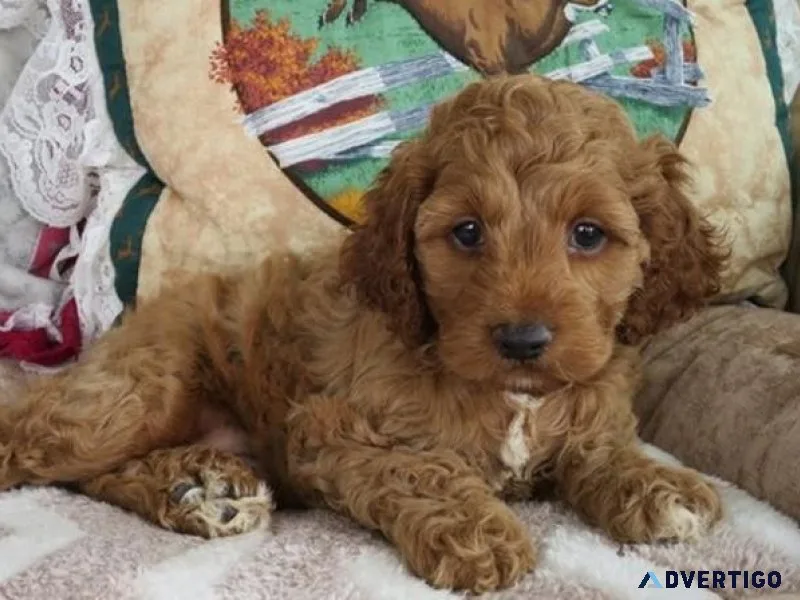 Lovely Cockapoo Puppies Available