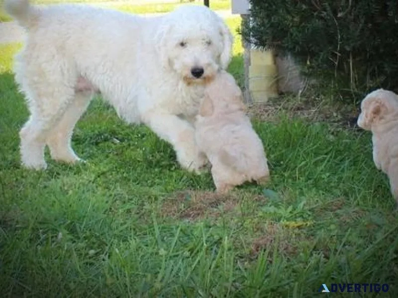 Gorgeous Goldendoodle puppies available now