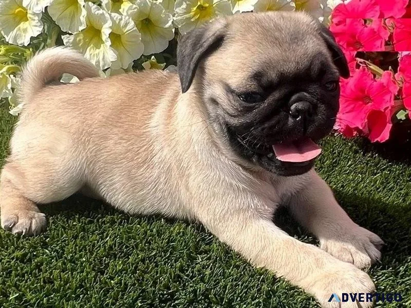 AKC registered Pug Puppies