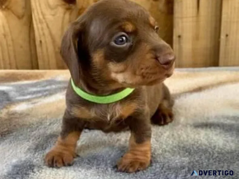 Lovely and cute dachshund puppies.