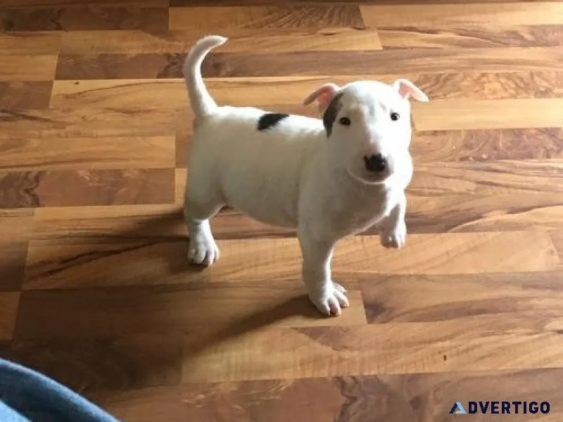 AKC Miniature Bull Terrier puppies for lovely homes.