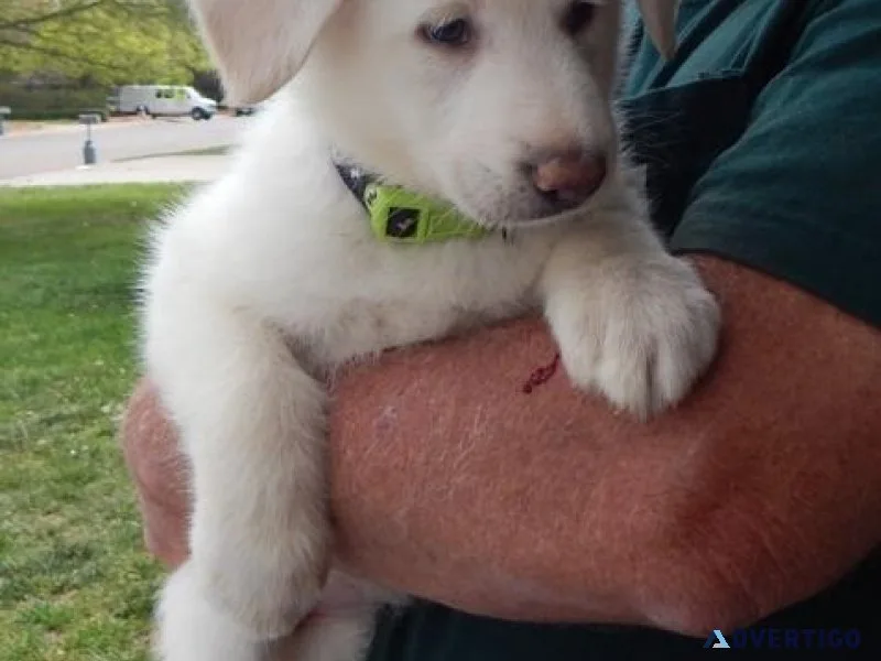 AKC registered White Shepherd Puppies.