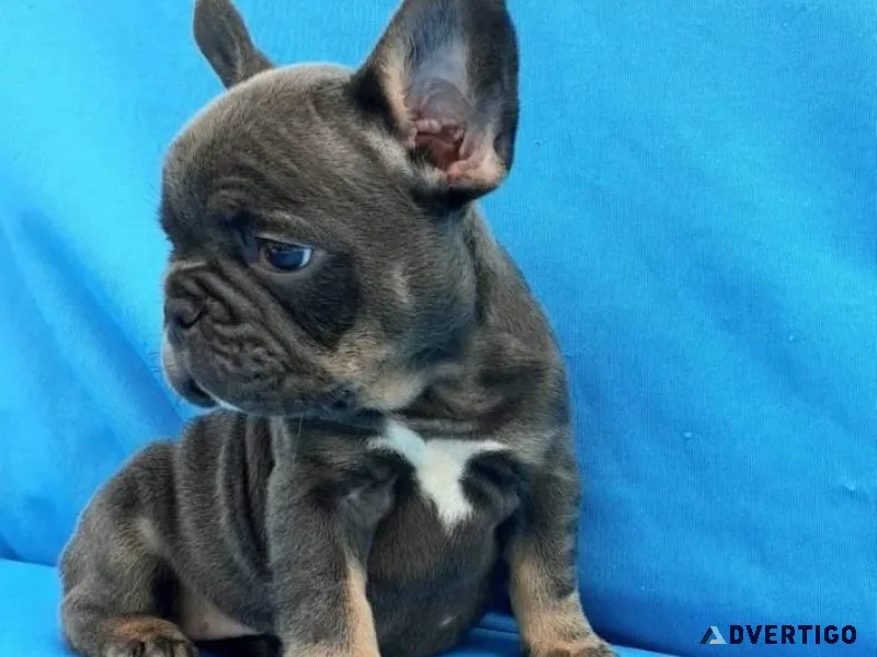 Cute French Bulldog puppies for your family.