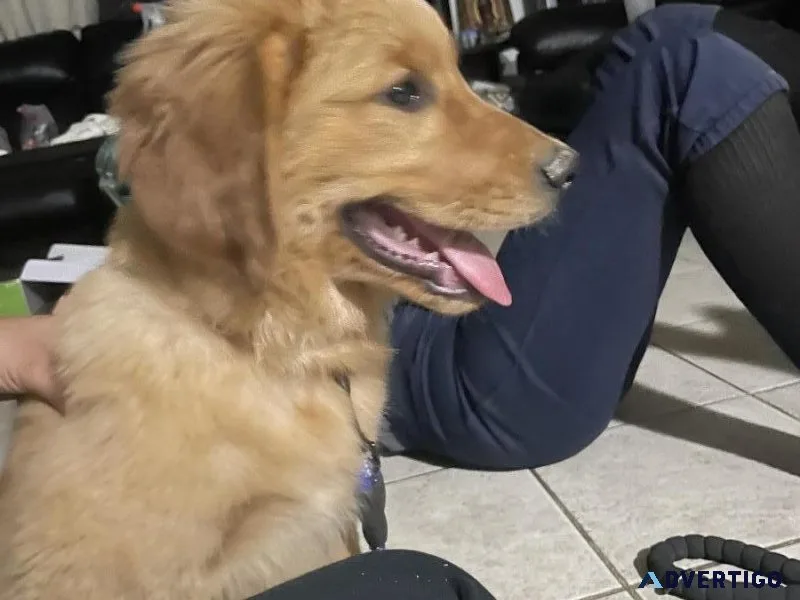 Golden Retriever