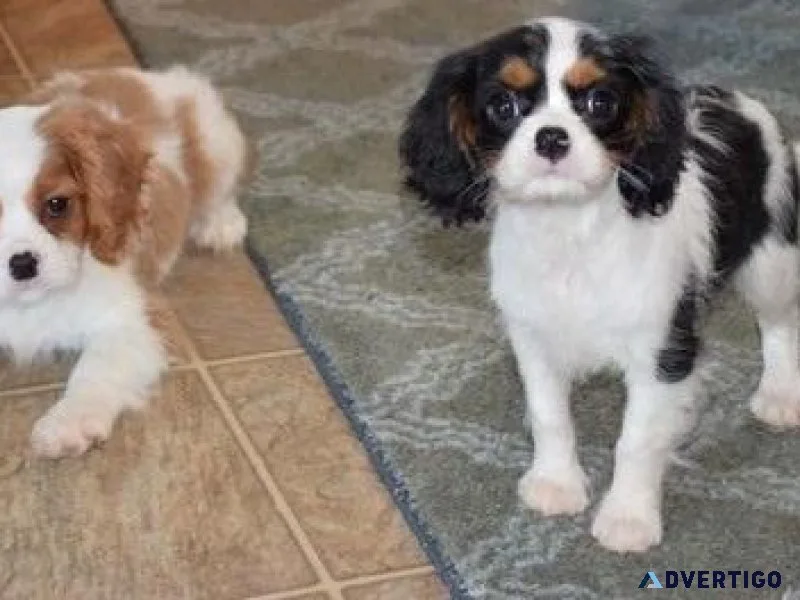 Male and female Cavalier King Charles Spaniel Puppies.