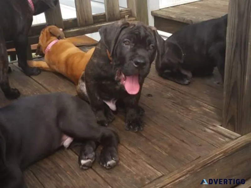 Home raised Cane Corso Puppies ready now