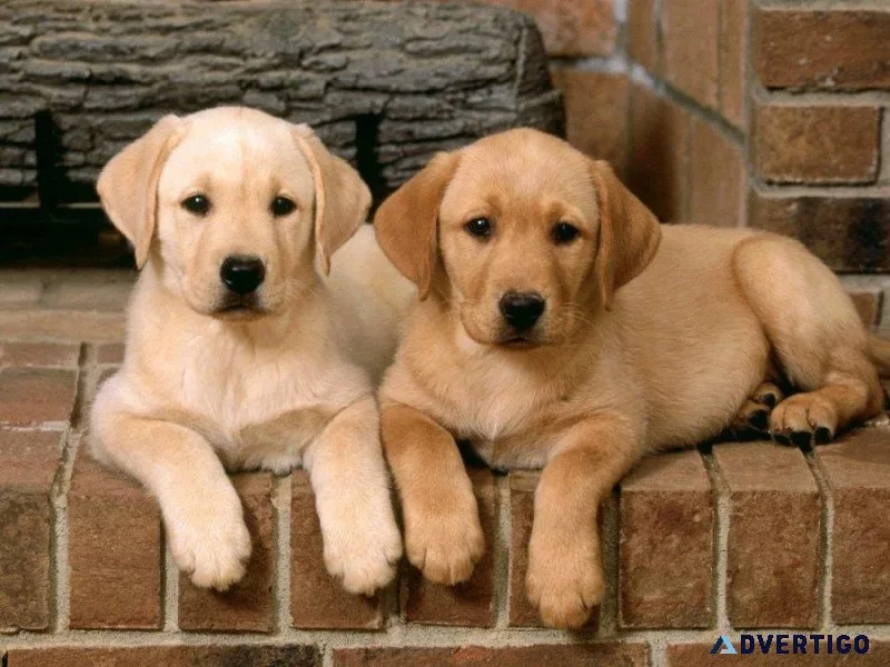 Potty Trained Labrador Retriever Puppies.