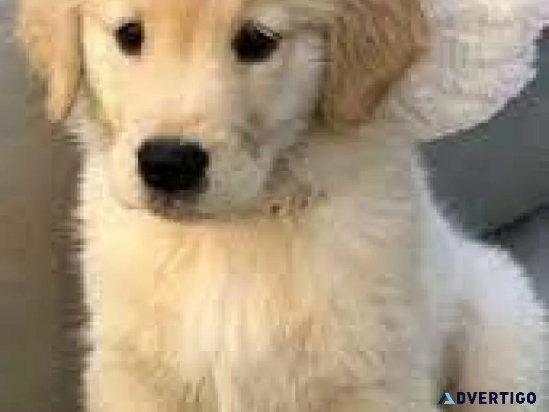Purebred Golden Retriever Puppies
