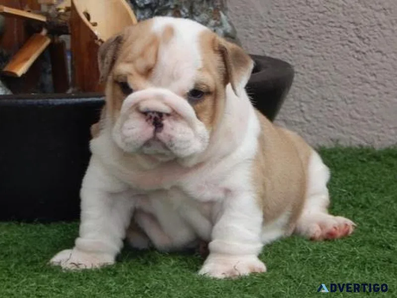 Mini English Bulldog puppies available