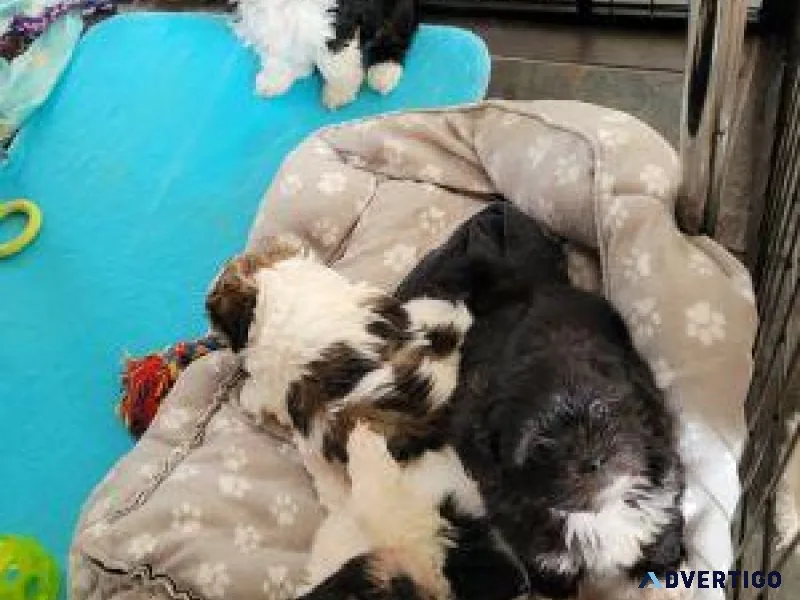 Lovely Lhasa Apso puppies