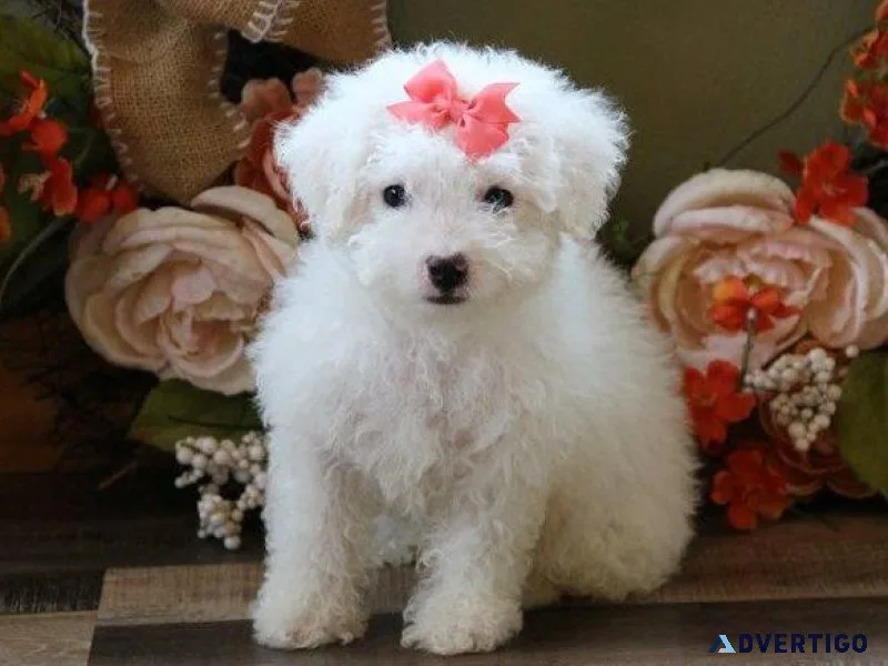 AKC Maltese Puppies available