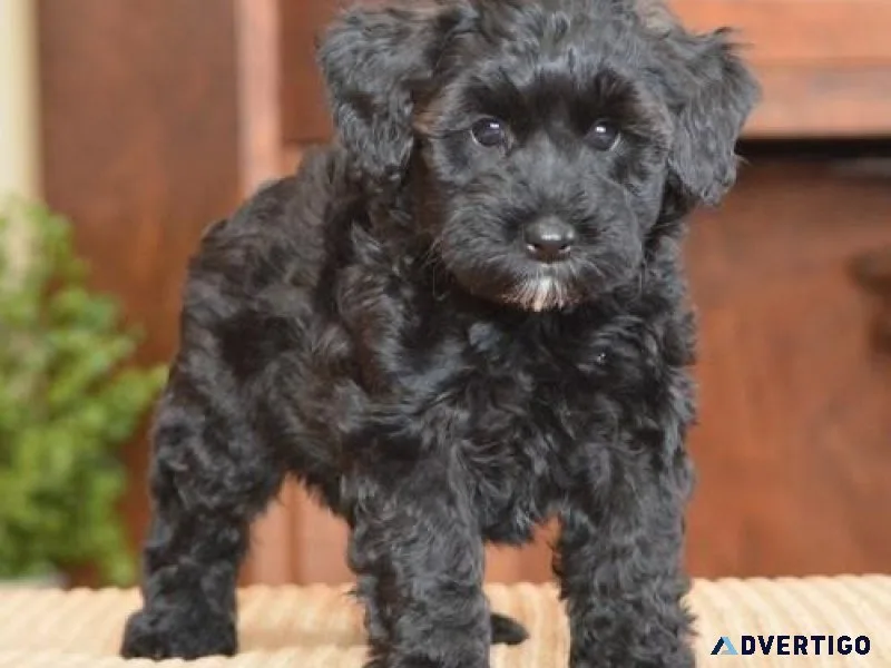 Beautiful Schnoodle Puppies Available