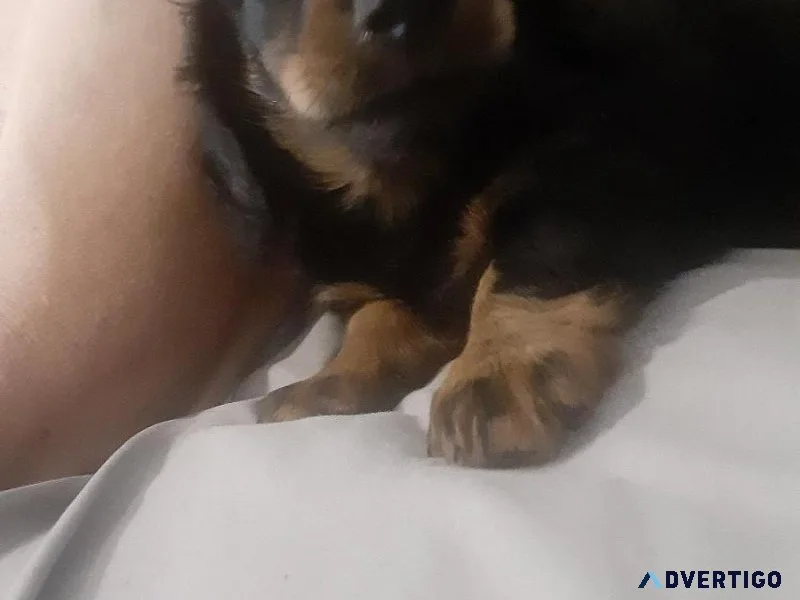 Mini daschunds