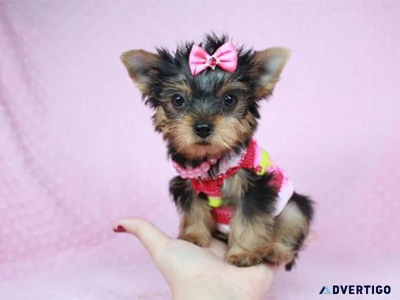 Super Cute Teacup Yorkie Puppies