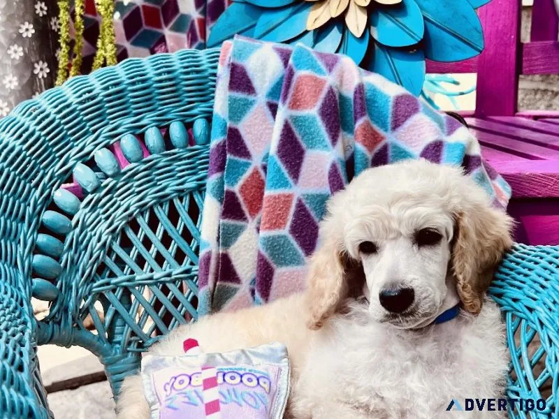 AKC Standard Poodle Puppies
