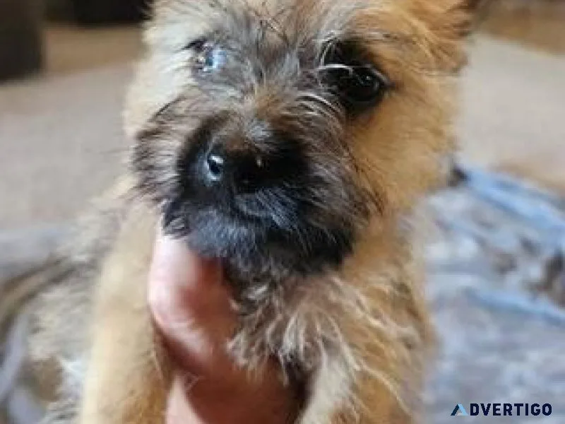 AKC Cairn Terrier Puppies