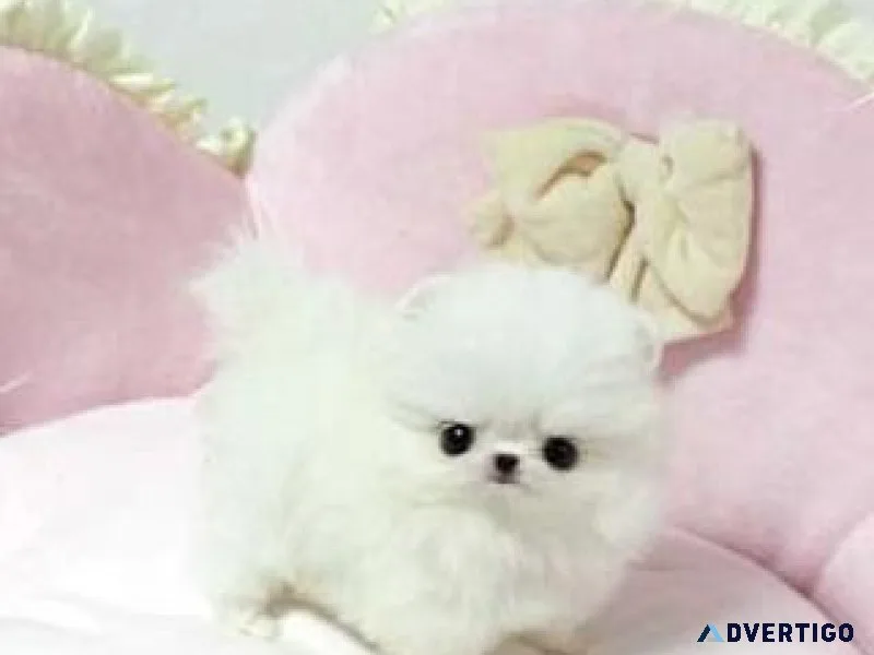 CKC reg. Micro Teacup Pomeranian Puppies for sale with papers.