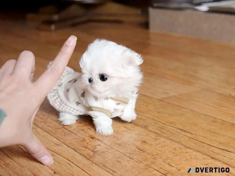 Top home raised Micro Teacup Maltese Puppies Available