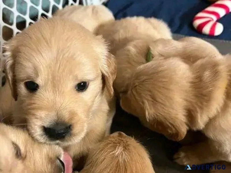 golden retreiver ups