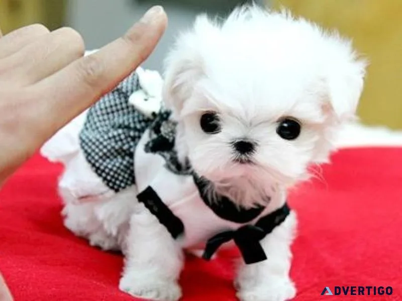 AKC registered Micro Teacup Maltese Puppies Available