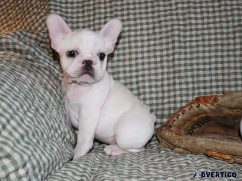Potty Trained French Bulldog Puppies