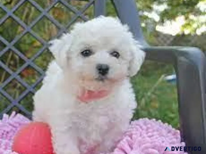 Adorable Purebreed Bichon Frise puppies