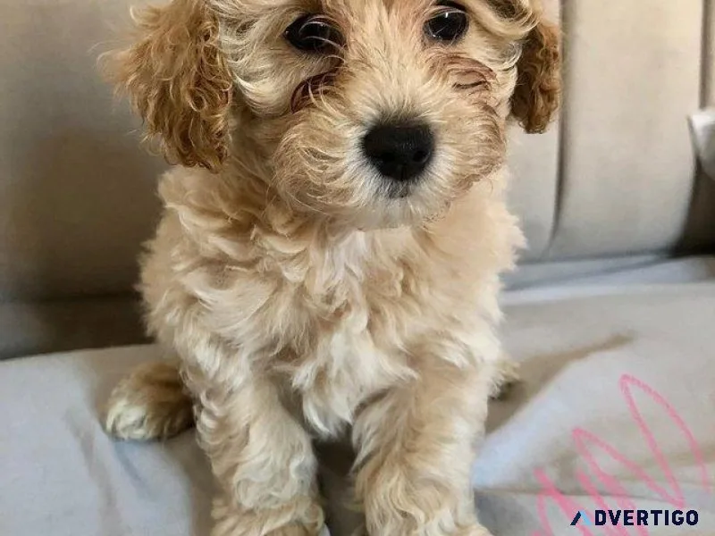 Beautiful Maltipoo Puppies Available for lovely homes