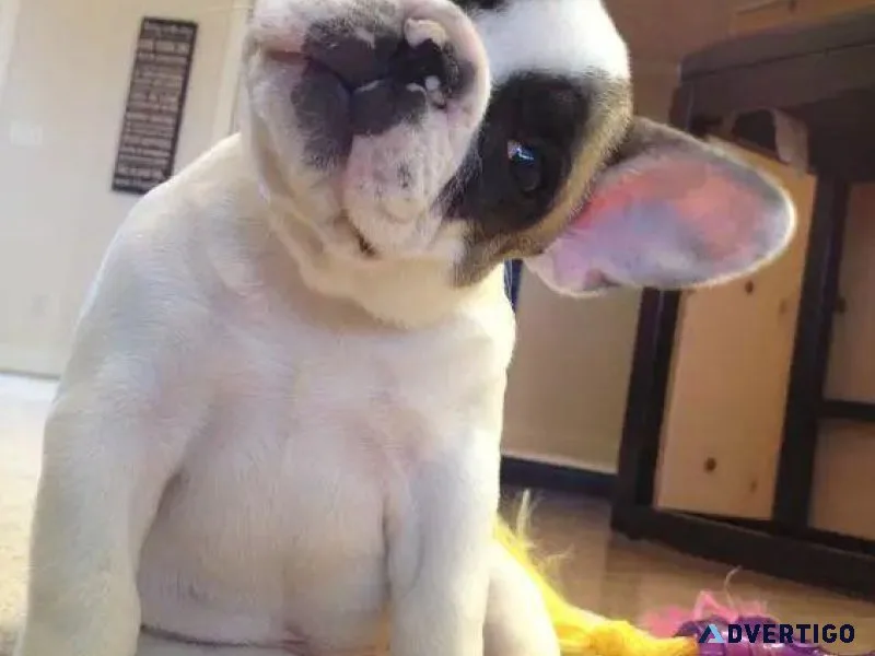 French Bulldog Puppies