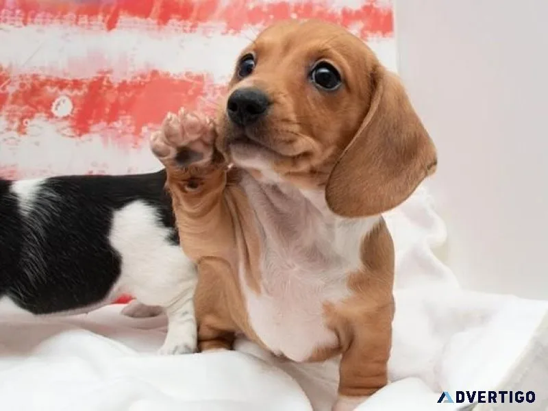 Adorable Dachshund Puppies for lovely homes.