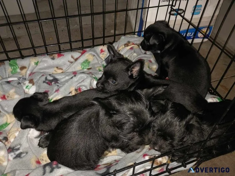 ChihuahuaYorkie (Chorkies)