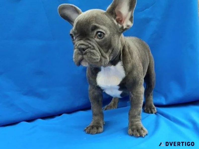 Beautiful French Bulldog puppies for your home your kids.