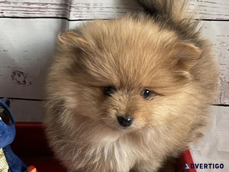 CKC Pomeranian Puppies available