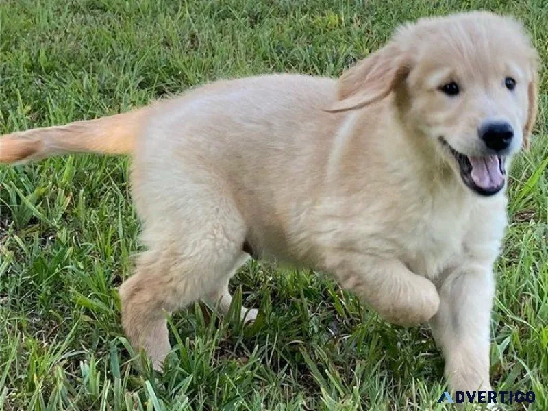 Full Blooded Golden Retriever puppies for sale