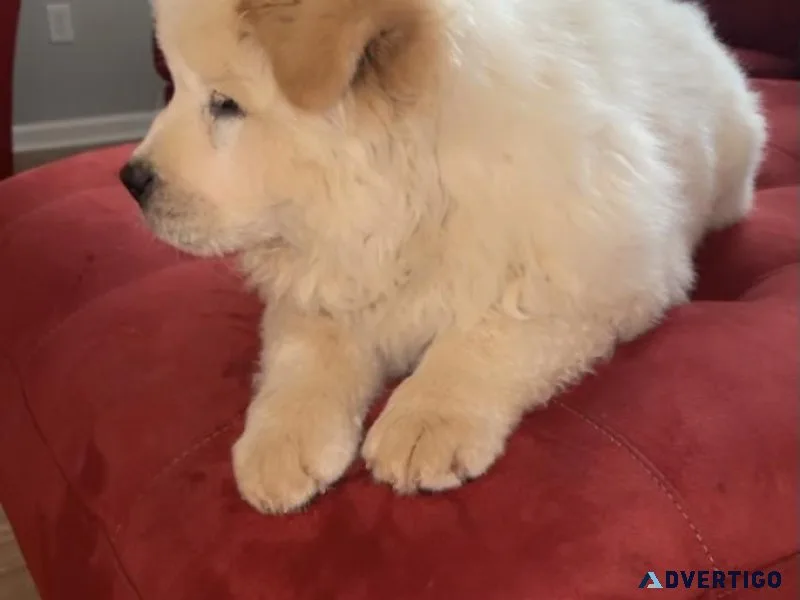 Chow chow