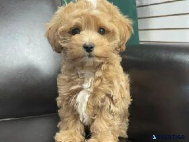 Multipoo(TOY)