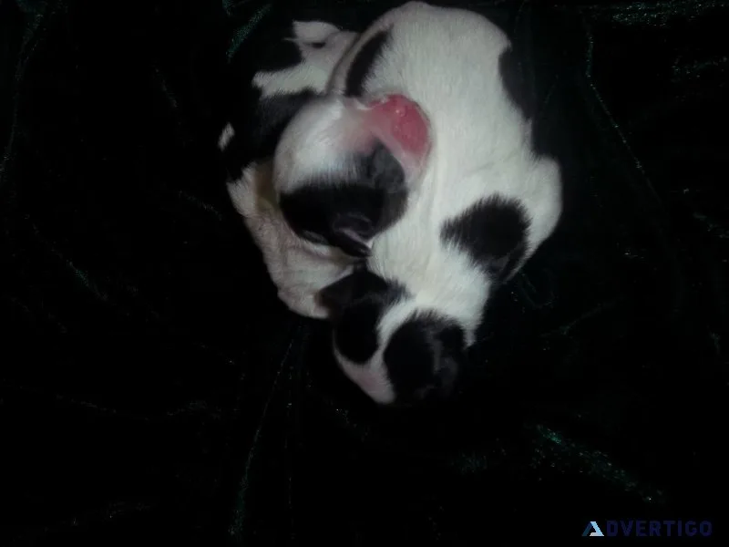Imperial AKC Shih Tzu Puppies