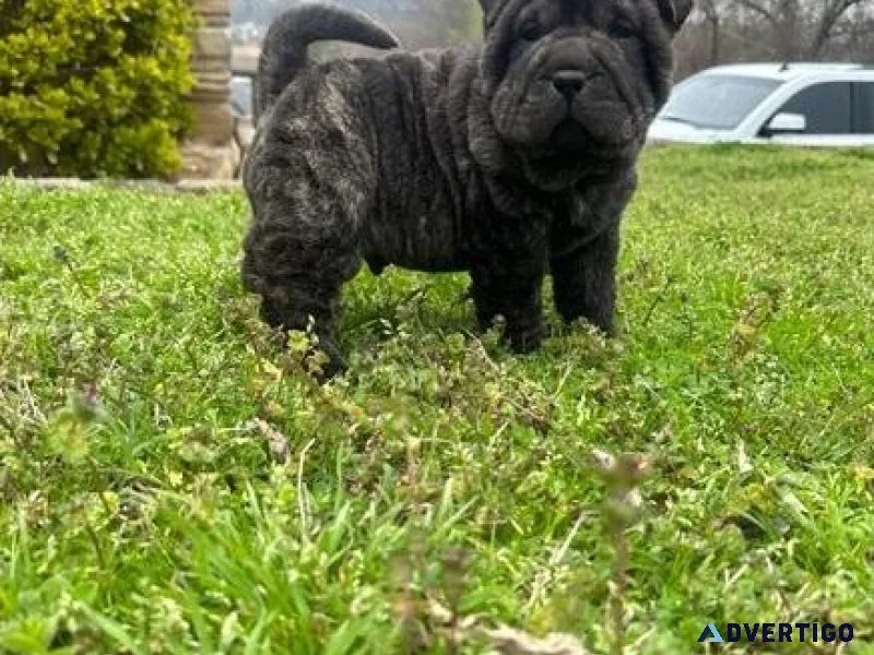 Adorable Chinese Shar-Pei Puppies available