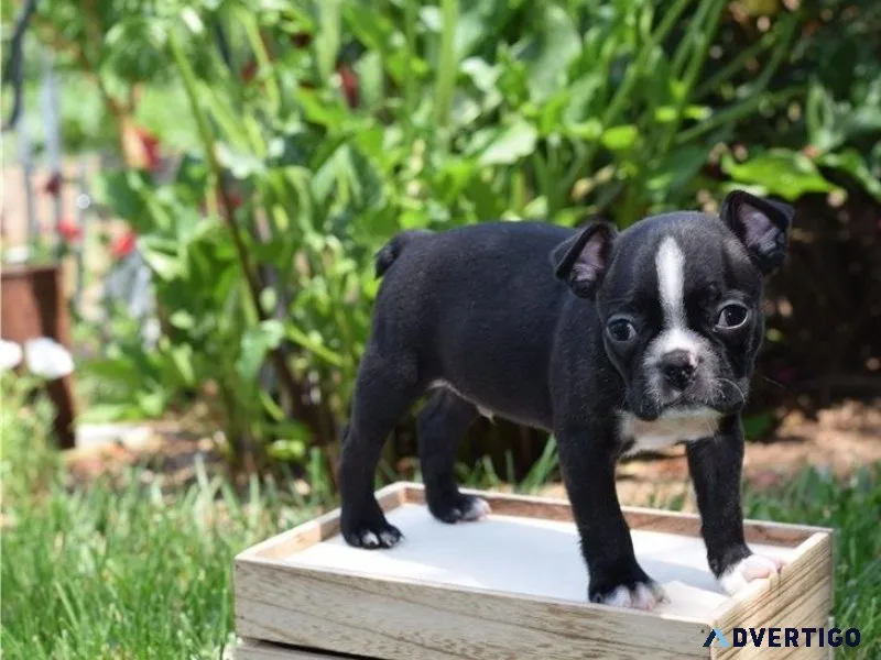 AKC reg. Boston Terrier puppies boys and girls