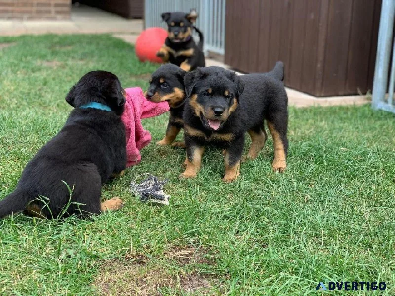 Lovely AKC Rottweiler Puppies