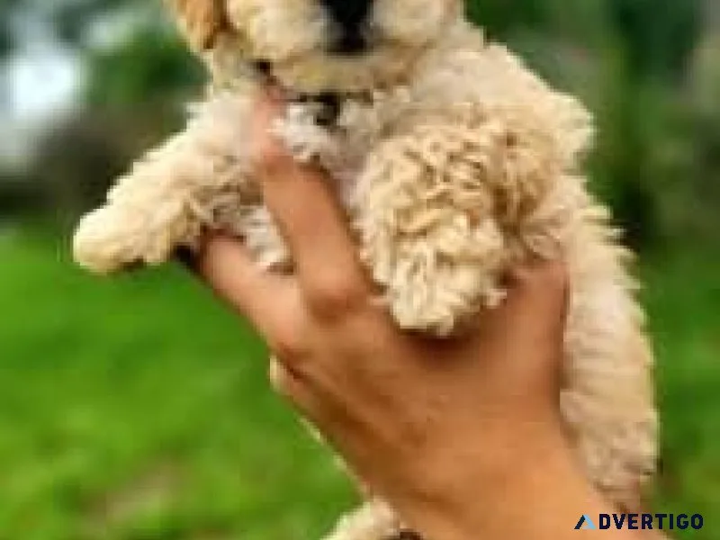 2 toy Poodles puppies for sale