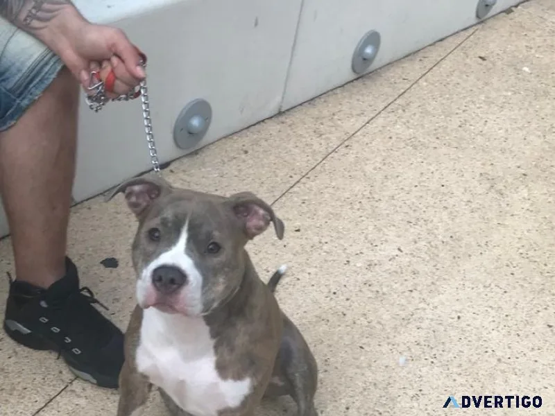 7 month old Pitbull