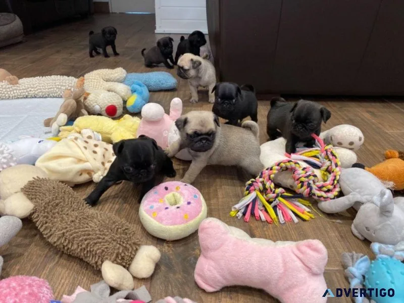 Adorable Pug puppies ready to go now