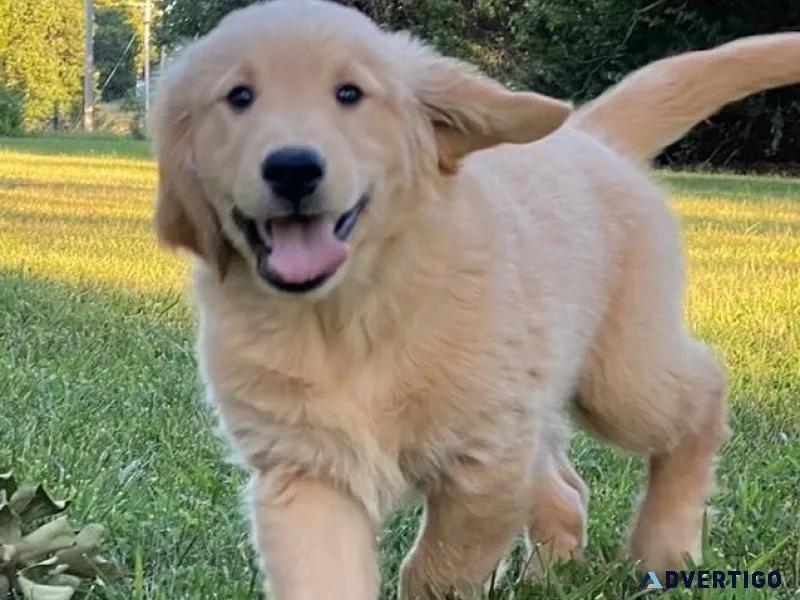 AKC Purebred Golden Retriever Puppies