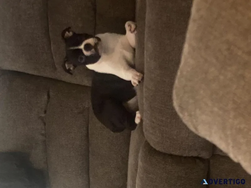 Frenchton (French bulldog and Boston terrier) male and female