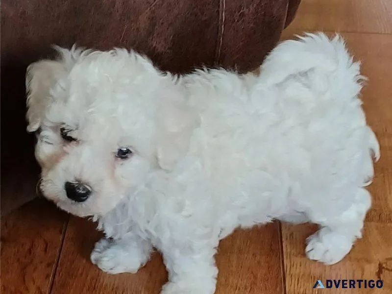 AKC Fluffy Bichon Frise Puppies for lovely homes