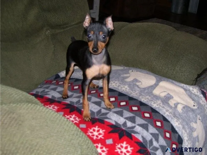 AKC Miniature Pinscher Puppies girls and boys