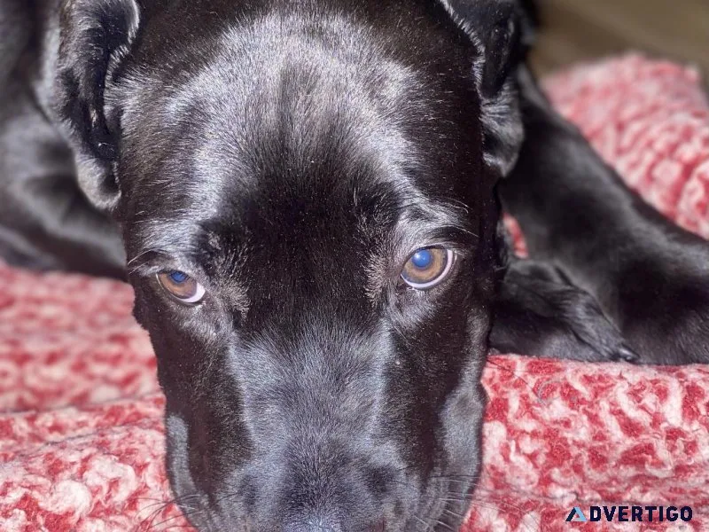 Cane corso