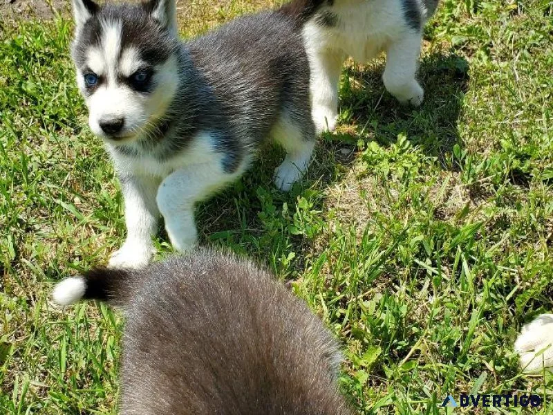 AKC reg. Siberian Huskypuppies boys and girls