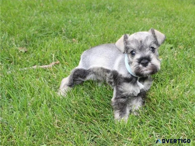 AKC Miniature Schnauzer Puppies Available Now